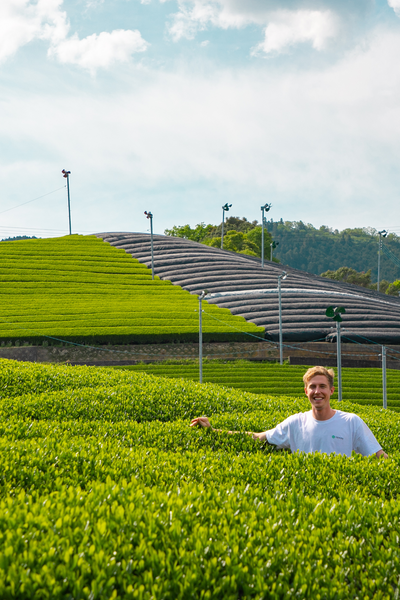 5 Things You Might Not Know About Tenzo's Spring Tea Harvest
