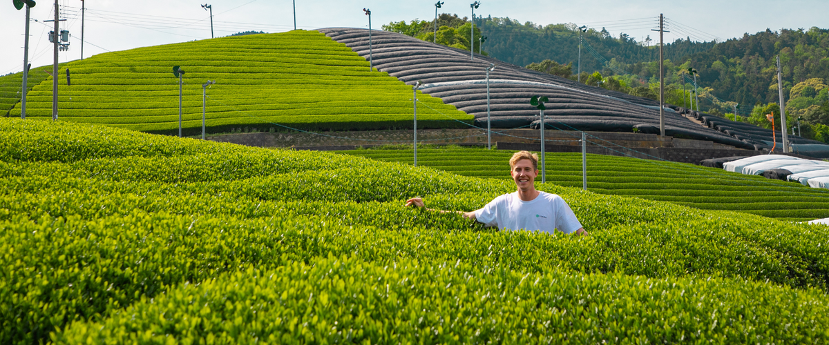 How Matcha Is Made