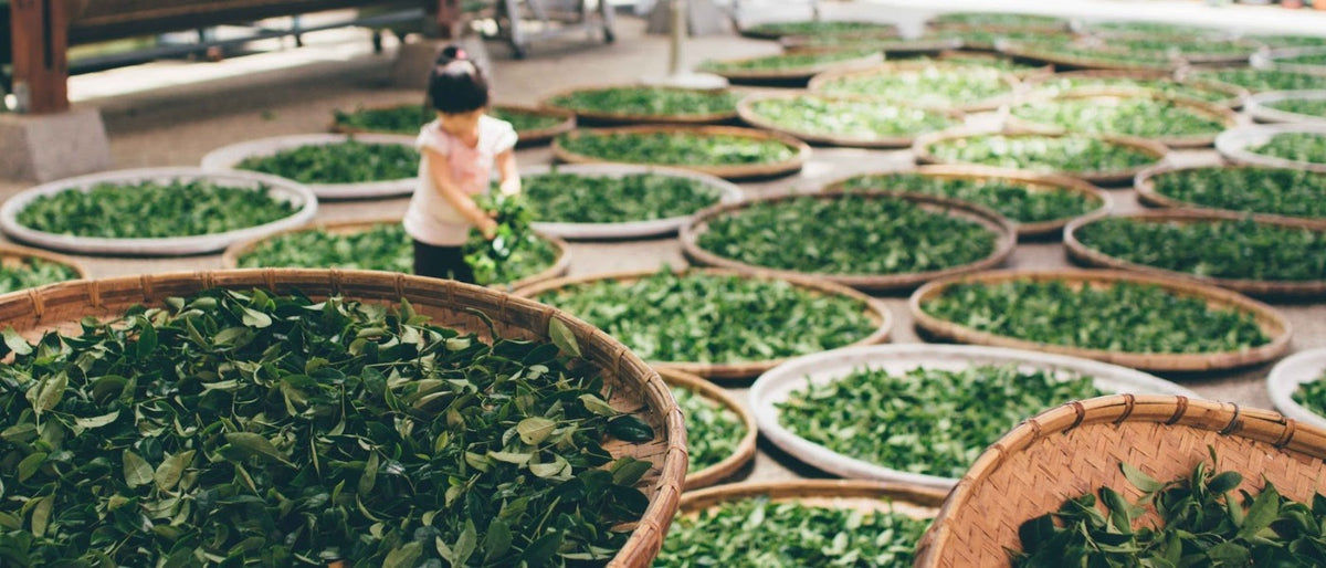 Types of Tea: The Ultimate Guide to Tea Types