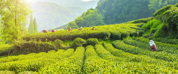 The History of Matcha: Where Did Matcha Come From?