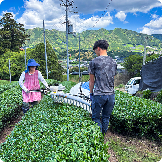 Multi-generational tea farming family