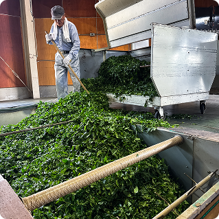 Tea partner harvesting matcha leaves