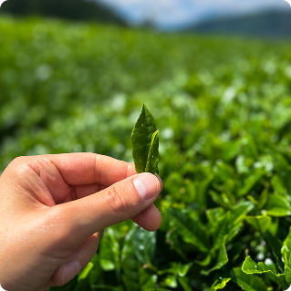 Hand-picking matcha leaves