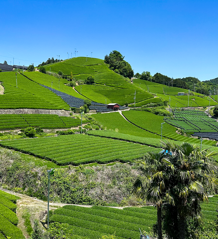 Japanese matcha tea fields